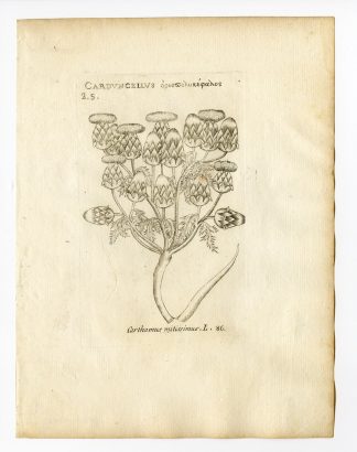 Rare Antique Print-CARDUNCELLUS MITISSIMUS-THISTLE-PL. 86-Belleval-1796