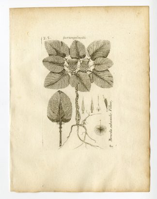 Rare Antique Print-BERARDIA SUBACAULIS-ASTERACEAE-PL. 87-Belleval-1796