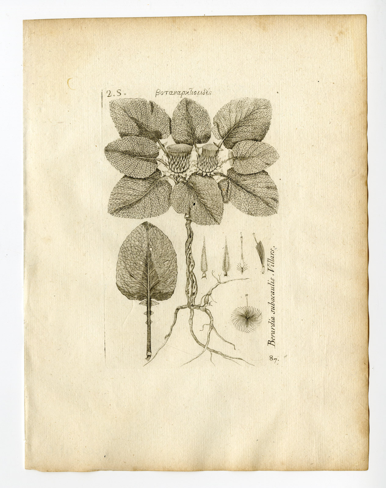 , Rare Antique Print-BERARDIA SUBACAULIS-ASTERACEAE-PL. 87-Belleval-1796, Pictura Antique Prints