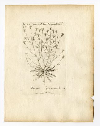 Rare Antique Print-MANTISALCA SALMANTICA-THISTLE-PL. 88-Belleval-1796