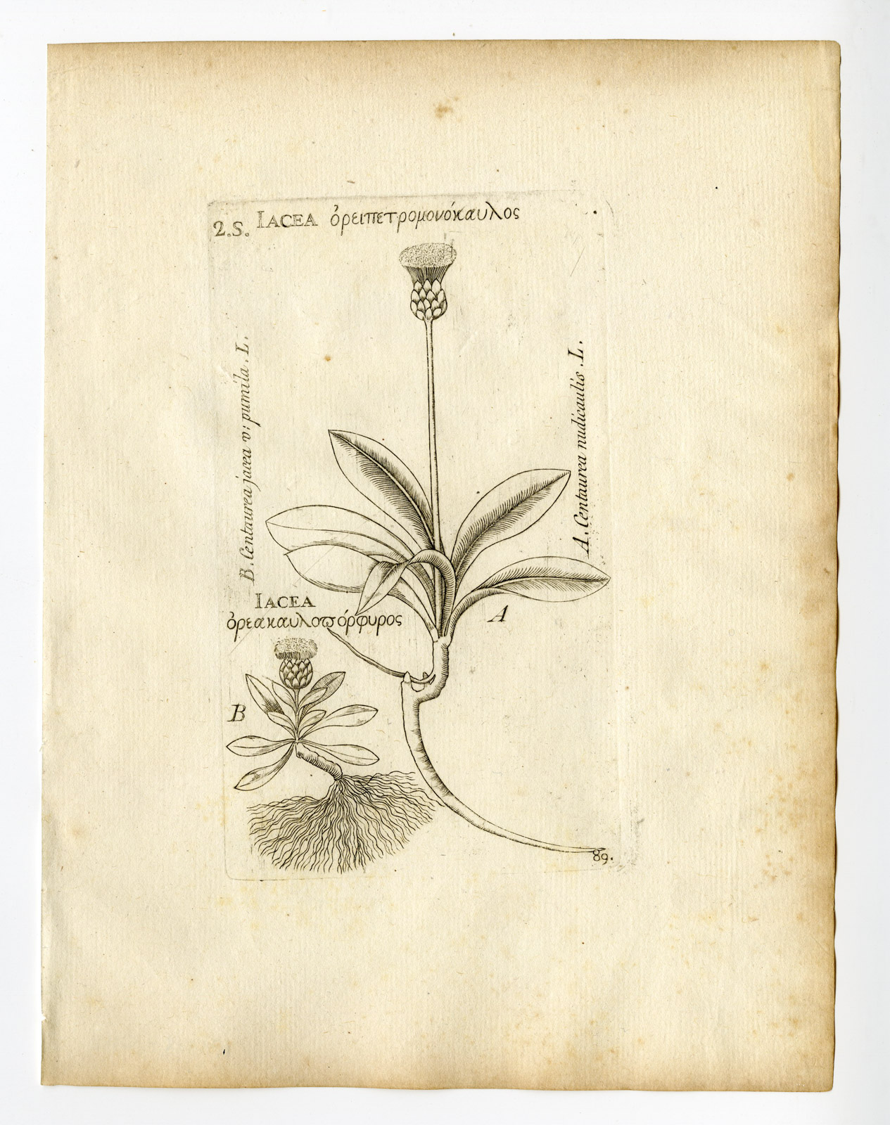 , Rare Antique Print-KLASEA NUDICAULIS-CENTAUREA JACEA-KNAPWEED-P.89-Belleval-1796, Pictura Antique Prints