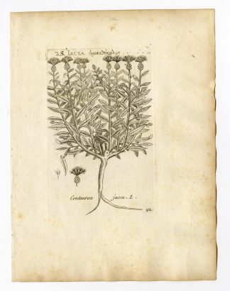 Rare Antique Print-CENTAUREA JACEA-BROWNRAY KNAPWEED-PL. 90-Belleval-1796