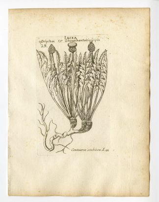 Rare Antique Print-CENTAUREA SCABIOSA-GREATER KNAPWEED-PL. 91-Belleval-1796