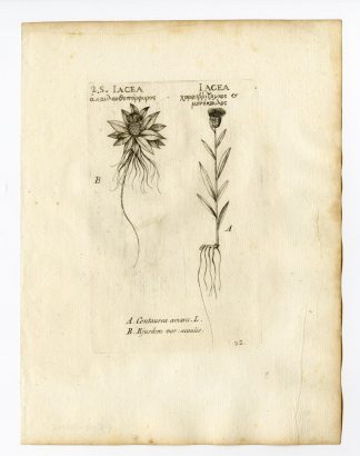 Rare Antique Print-CENTAUREA AMARA-ACAULIS-THISTLE VARIETY-PL. 92-Belleval-1796