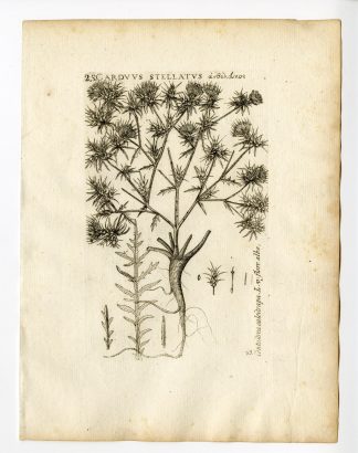 Rare Antique Print-CENTAUREA CALCITRAPA-RED STAR THISTLE-PL. 93-Belleval-1796
