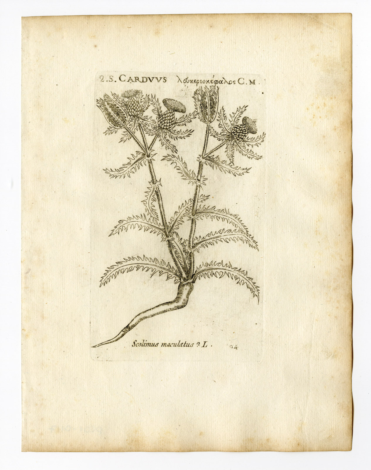 , Rare Antique Print-SCOLYTUS MACULATUS-SPOTTED GOLDEN THISTLE-P. 94-Belleval-1796, Pictura Antique Prints