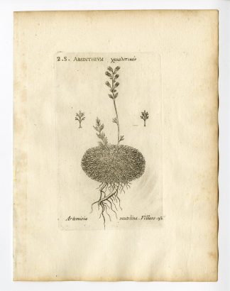 Rare Antique Print-ARTEMISIA UMBELLIFORMIS-WHITE GENEPI-P.95-Belleval-1796