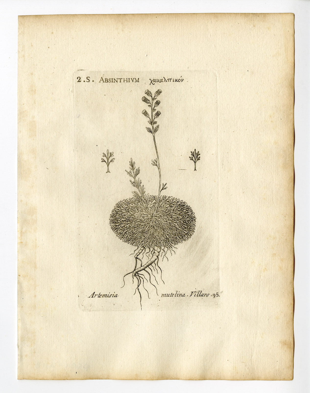 , Rare Antique Print-ARTEMISIA UMBELLIFORMIS-WHITE GENEPI-P.95-Belleval-1796, Pictura Antique Prints