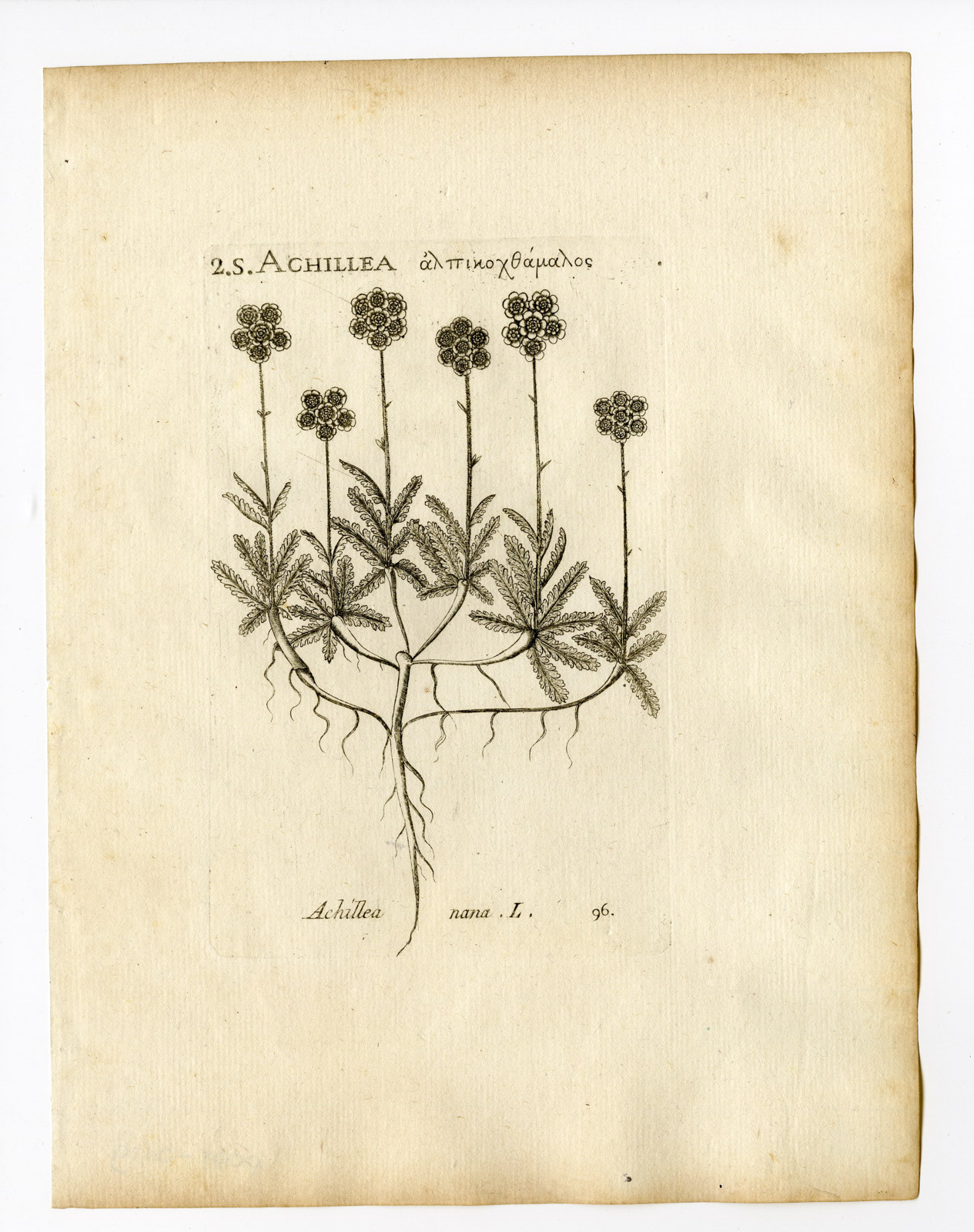, Rare Antique Print-ACHILLEA MILLEFOLIUM-COMMON YARROW-NANA-PL. 96-Belleval-1796, Pictura Antique Prints