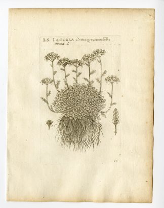Rare Antique Print-JACOBAEA INCANA-GREY RAGWORT-PL. 97-Belleval-1796