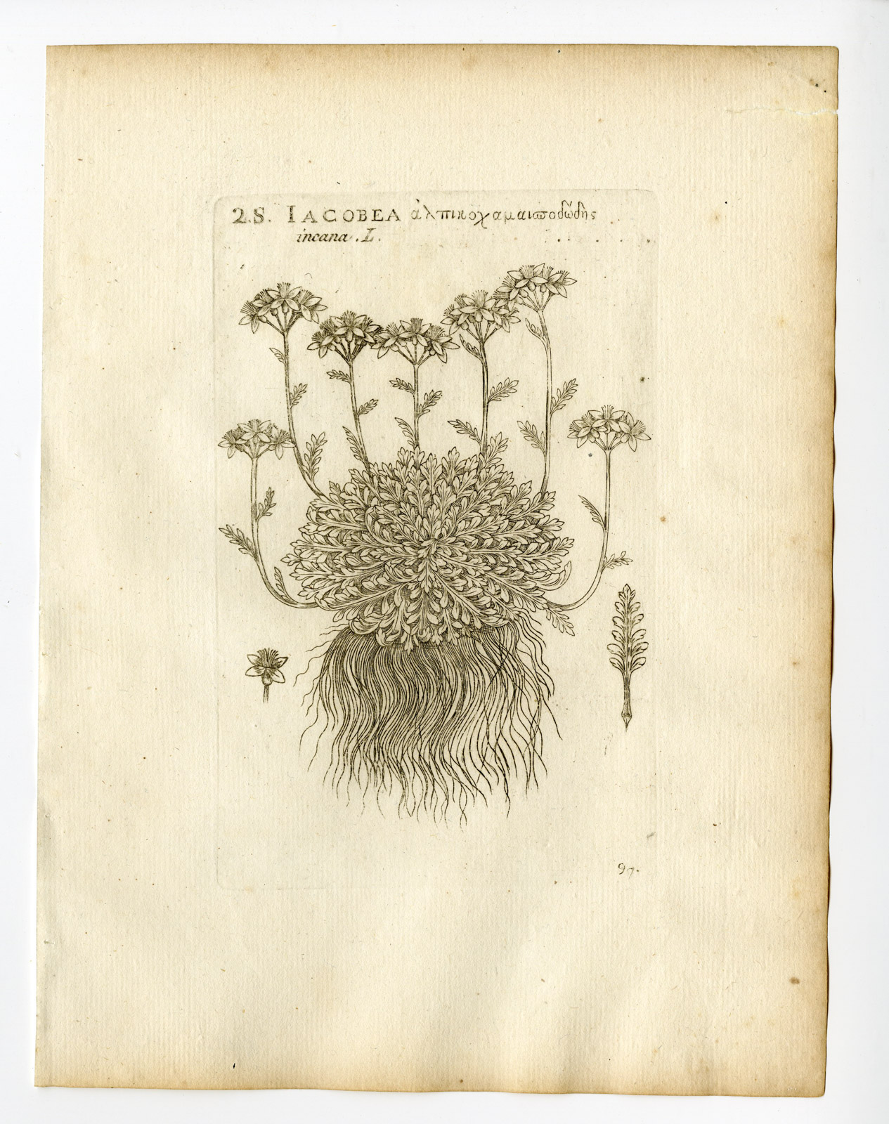 , Rare Antique Print-JACOBAEA INCANA-GREY RAGWORT-PL. 97-Belleval-1796, Pictura Antique Prints