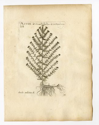 Rare Antique Print-INULA SALICINA-FLEABANE-YELLOWHEAD-PL. 98-Belleval-1796