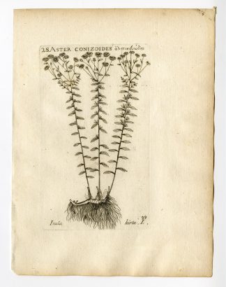 Rare Antique Print-INULA HIRTA-ASTER-PL. 99-Belleval-1796