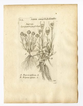 Rare Antique Print-ERIGERON UNIFLORUS-ONE FLOWER FLEABANE-PL. 100-Belleval-1796