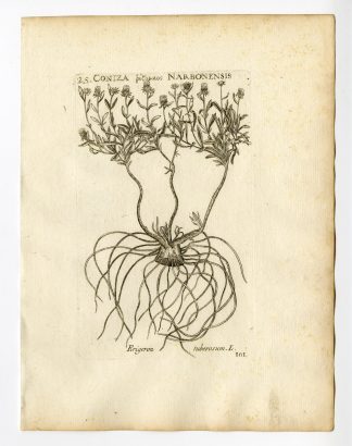 Rare Antique Print-JASONIA TUBEROSA-DAISY-PL. 101-Belleval-1796