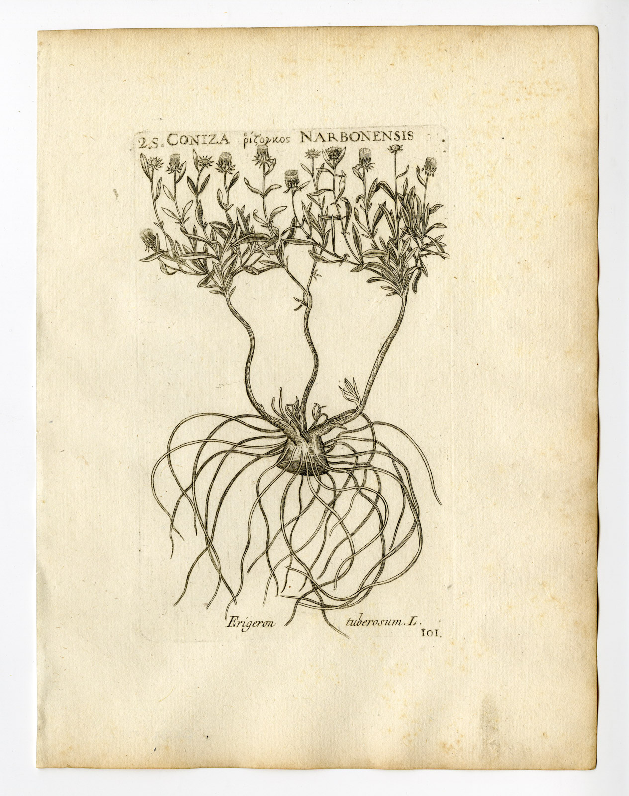 , Rare Antique Print-JASONIA TUBEROSA-DAISY-PL. 101-Belleval-1796, Pictura Antique Prints