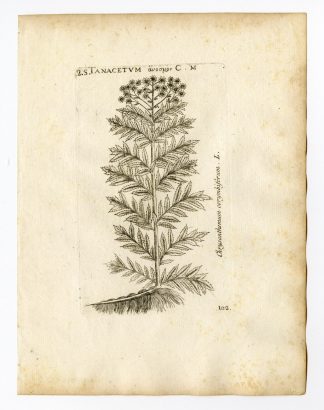 Rare Antique Print-TANACETUM CORYMBOSUM-ASTER-PL. 102-Belleval-1796