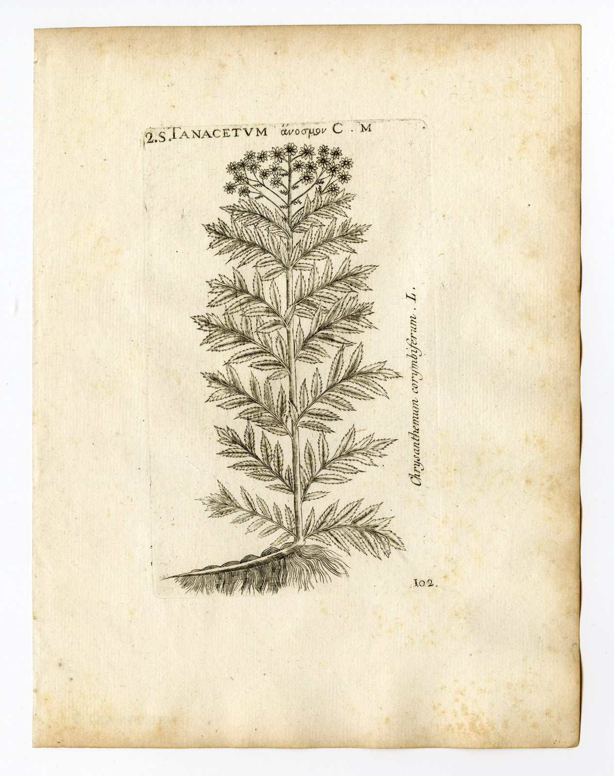 , Rare Antique Print-TANACETUM CORYMBOSUM-ASTER-PL. 102-Belleval-1796, Pictura Antique Prints