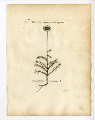 Rare Antique Print-LEUCANTHEMUM VULGARE OXEYE DAISY-DOG-PL. 103-Belleval-1796
