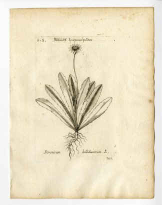 Rare Antique Print-BELLIS SYLVESTRIS-SOUTHERN DAISY-PL. 105-Belleval-1796