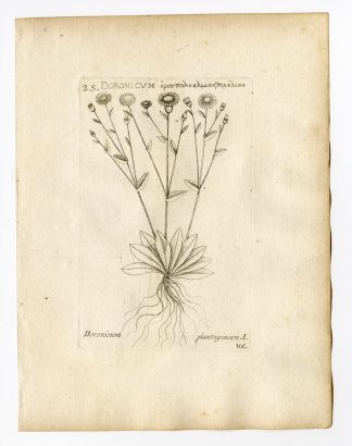 Rare Antique Print-DORONICUM PLANTAGINEUM-LEOPARD`S BANE-PL. 106-Belleval-1796