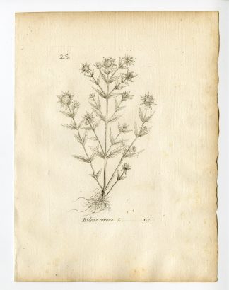 Rare Antique Print-BIDENS CERNUA-NODDING BEGGARTICKS-PL. 107-Belleval-1796