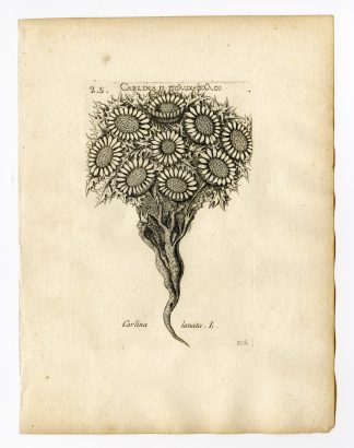 Rare Antique Print-CARLINA LANATA-THISTLE-PL. 108-Belleval-1796