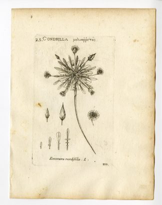 Rare Antique Print-SCORZONERA LACINATA-DAISY-PL. 109-Belleval-1796
