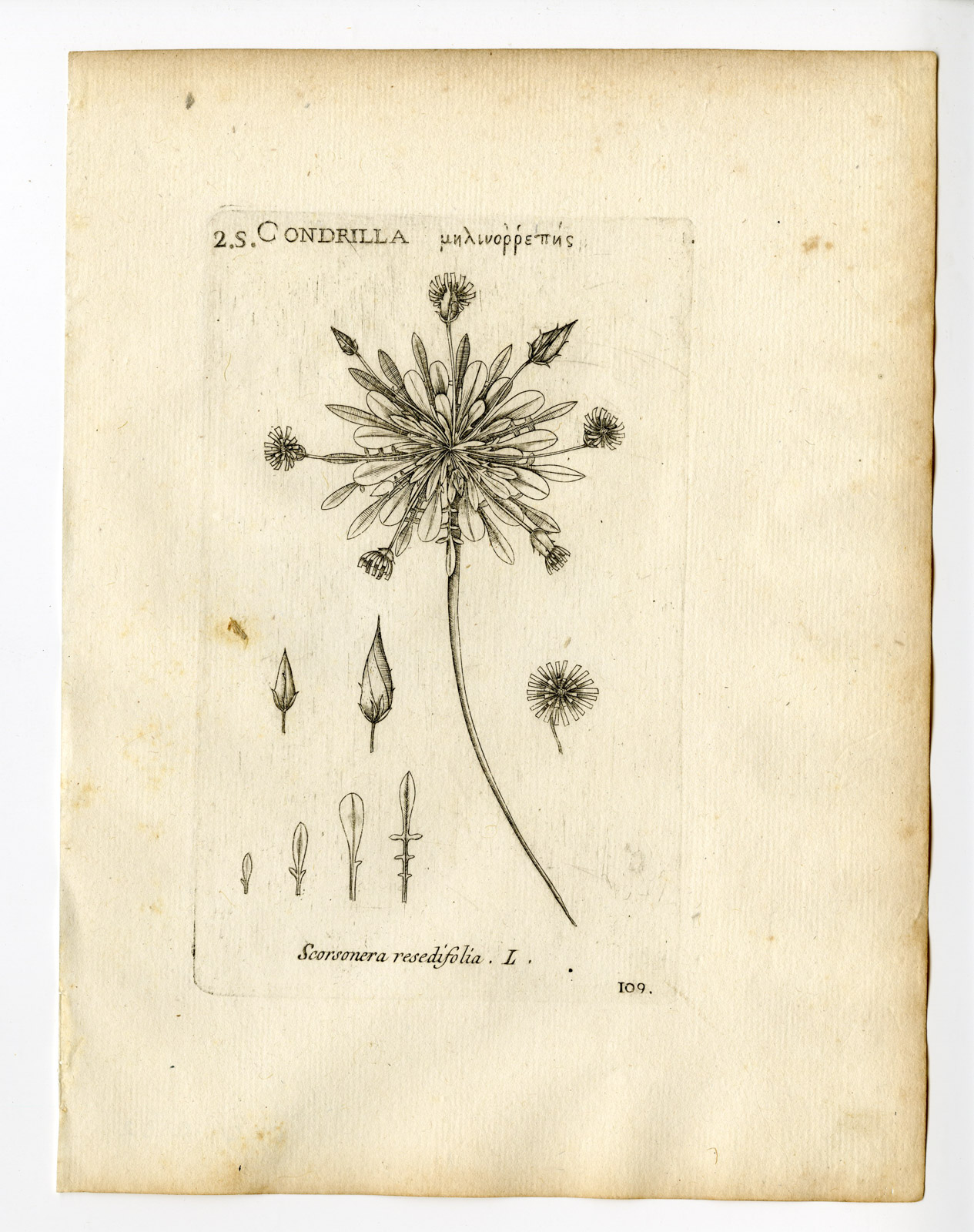 , Rare Antique Print-SCORZONERA LACINATA-DAISY-PL. 109-Belleval-1796, Pictura Antique Prints