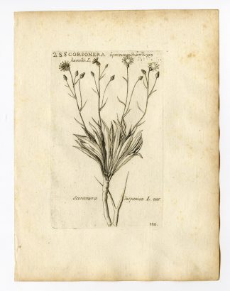 Rare Antique Print-SCORZONERA HISPANICA-BLACK SALSIFY-PL. 110-Belleval-1796