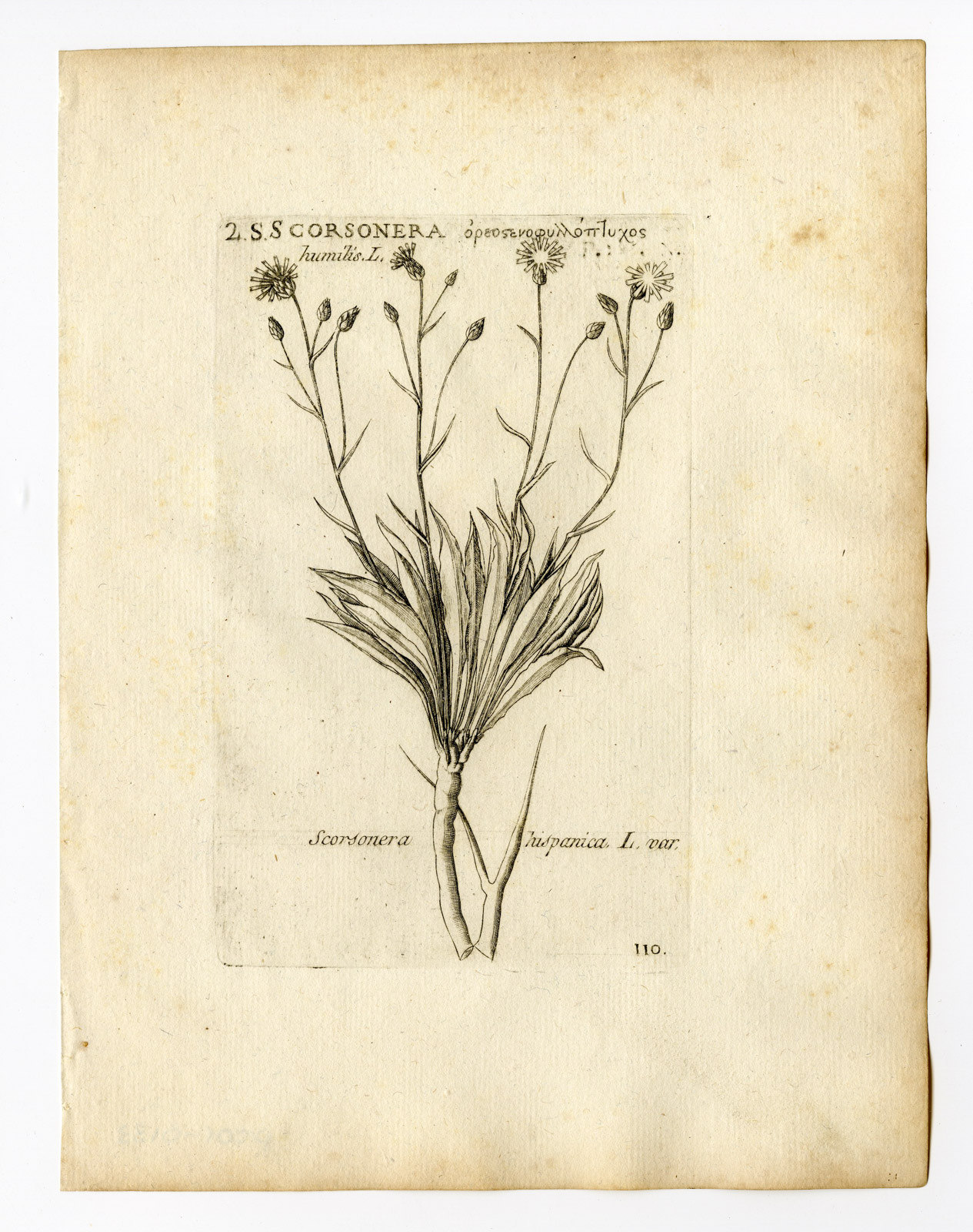 , Rare Antique Print-SCORZONERA HISPANICA-BLACK SALSIFY-PL. 110-Belleval-1796, Pictura Antique Prints