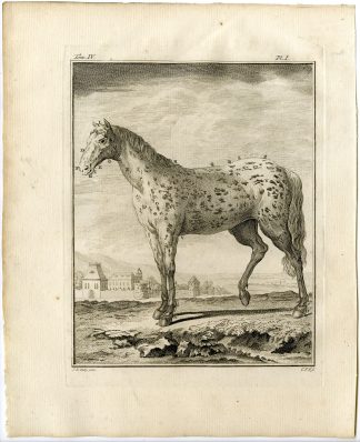 10 Antique Prints-HORSE-SKELETON-ANATOMY-PL. 1-10-Fritsch-Buffon-1775