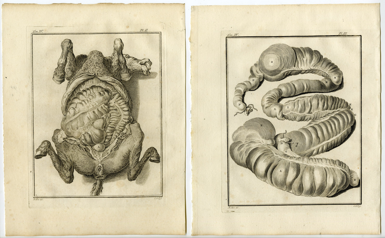, 10 Antique Prints-HORSE-SKELETON-ANATOMY-PL. 1-10-Fritsch-Buffon-1775, Pictura Antique Prints