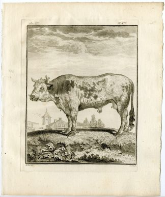 10 Antique Prints-BULL-COW-ORGANS-SKELETON-ANATOMY-PL. 14-23-Fritsch-Buffon-1775