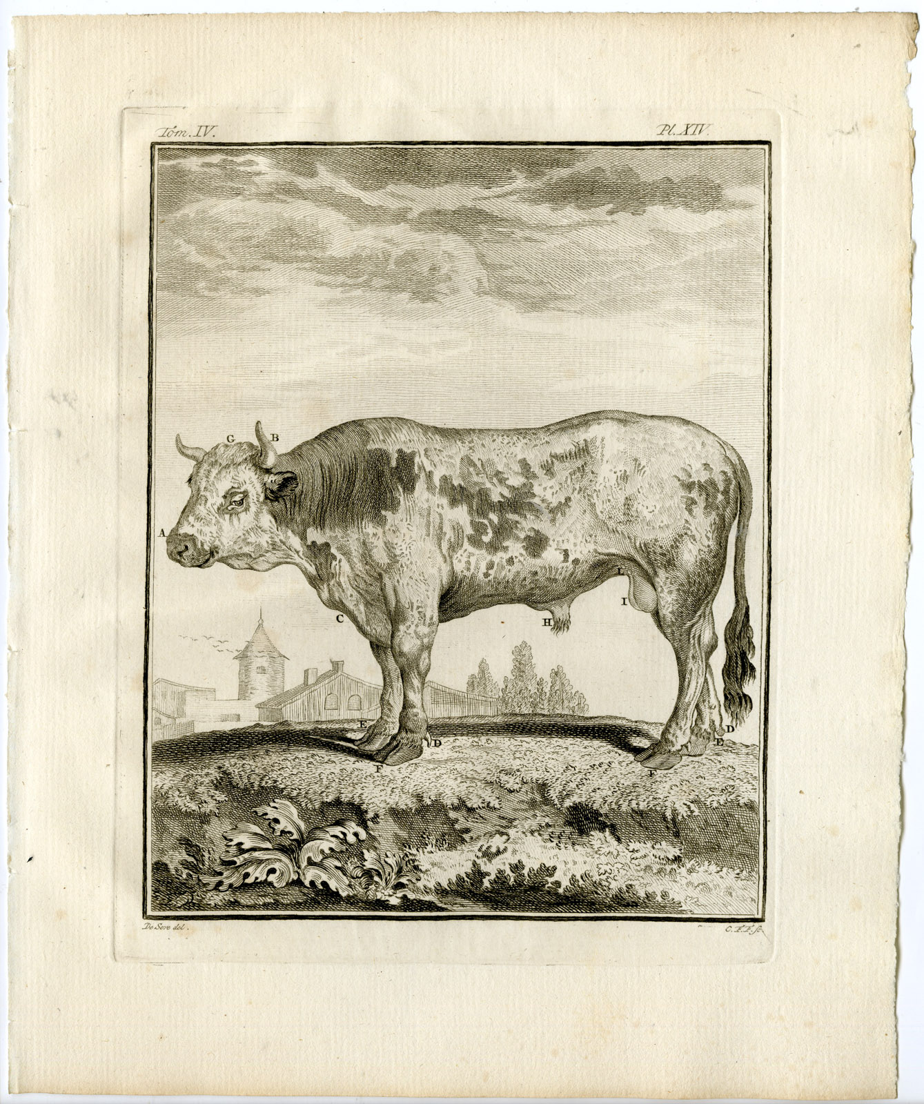 , 10 Antique Prints-BULL-COW-ORGANS-SKELETON-ANATOMY-PL. 14-23-Fritsch-Buffon-1775, Pictura Antique Prints