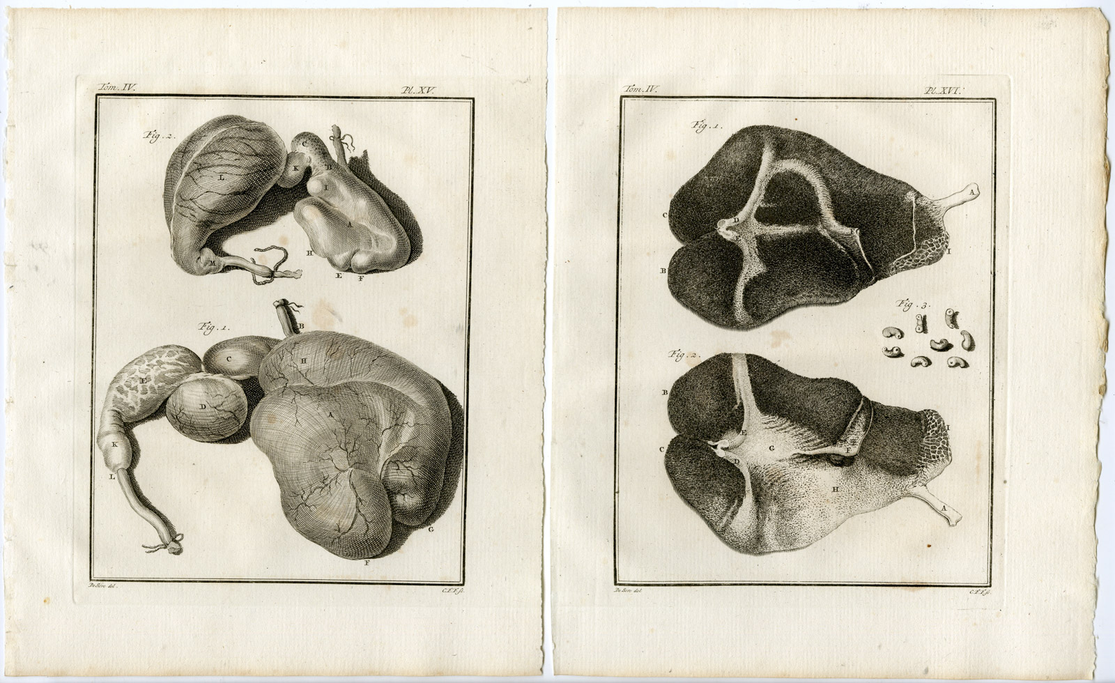 , 10 Antique Prints-BULL-COW-ORGANS-SKELETON-ANATOMY-PL. 14-23-Fritsch-Buffon-1775, Pictura Antique Prints
