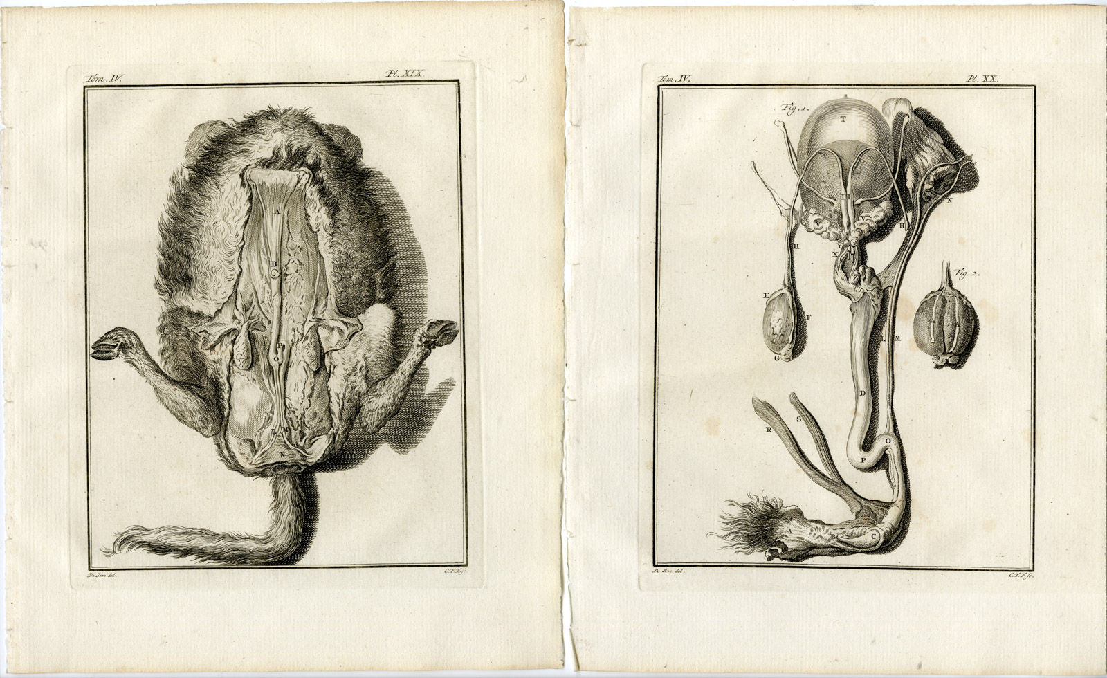 , 10 Antique Prints-BULL-COW-ORGANS-SKELETON-ANATOMY-PL. 14-23-Fritsch-Buffon-1775, Pictura Antique Prints