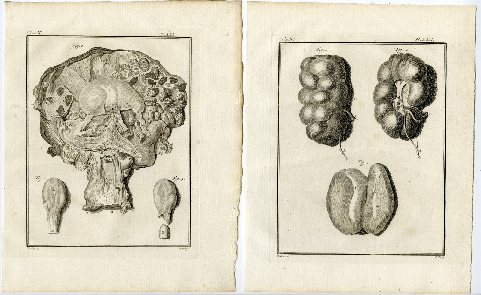 , 10 Antique Prints-BULL-COW-ORGANS-SKELETON-ANATOMY-PL. 14-23-Fritsch-Buffon-1775, Pictura Antique Prints