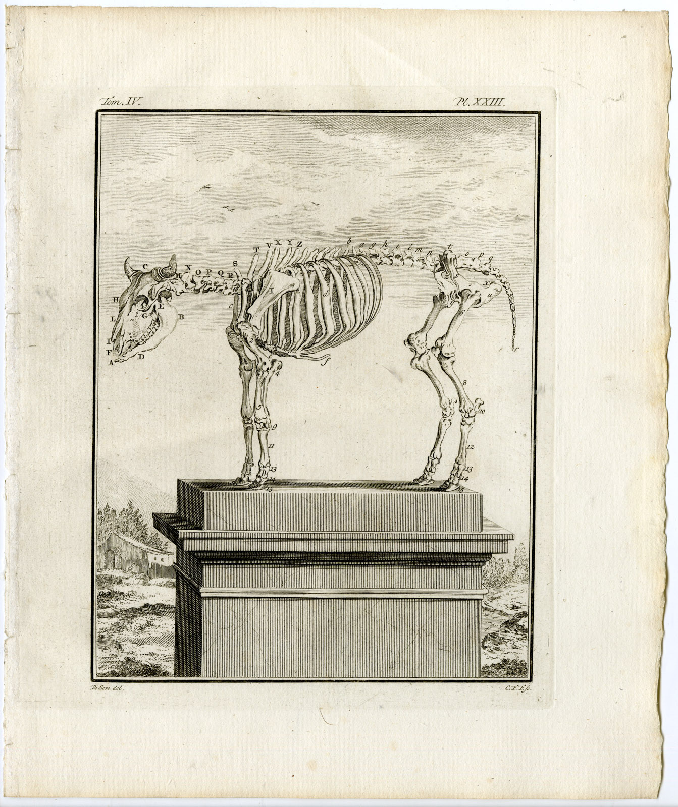 , 10 Antique Prints-BULL-COW-ORGANS-SKELETON-ANATOMY-PL. 14-23-Fritsch-Buffon-1775, Pictura Antique Prints