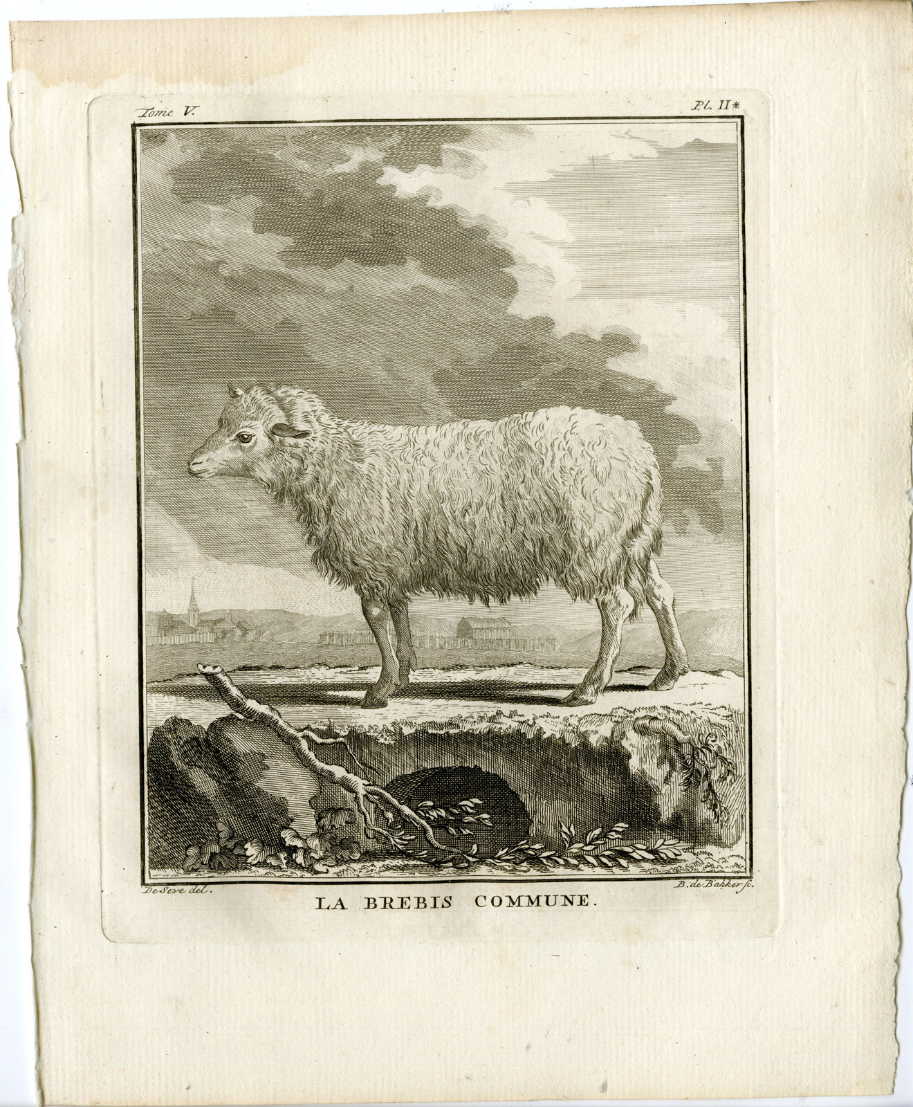 , 8 Antique Prints-SHEEP-RAM-ORGANS-SKELETON-ANATOMY-PL 1-7-de Bakker-Buffon-1775, Pictura Antique Prints