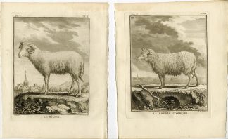 8 Antique Prints-SHEEP-RAM-ORGANS-SKELETON-ANATOMY-PL 1-7-de Bakker-Buffon-1775