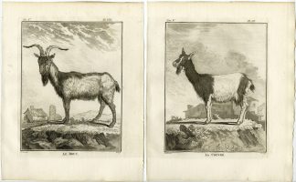 6 Antique Prints-GOAT-ANGORA-ORGANS-SKELETON-ANATOMY-PL. 8-13-Fritsch-Buffon-1775