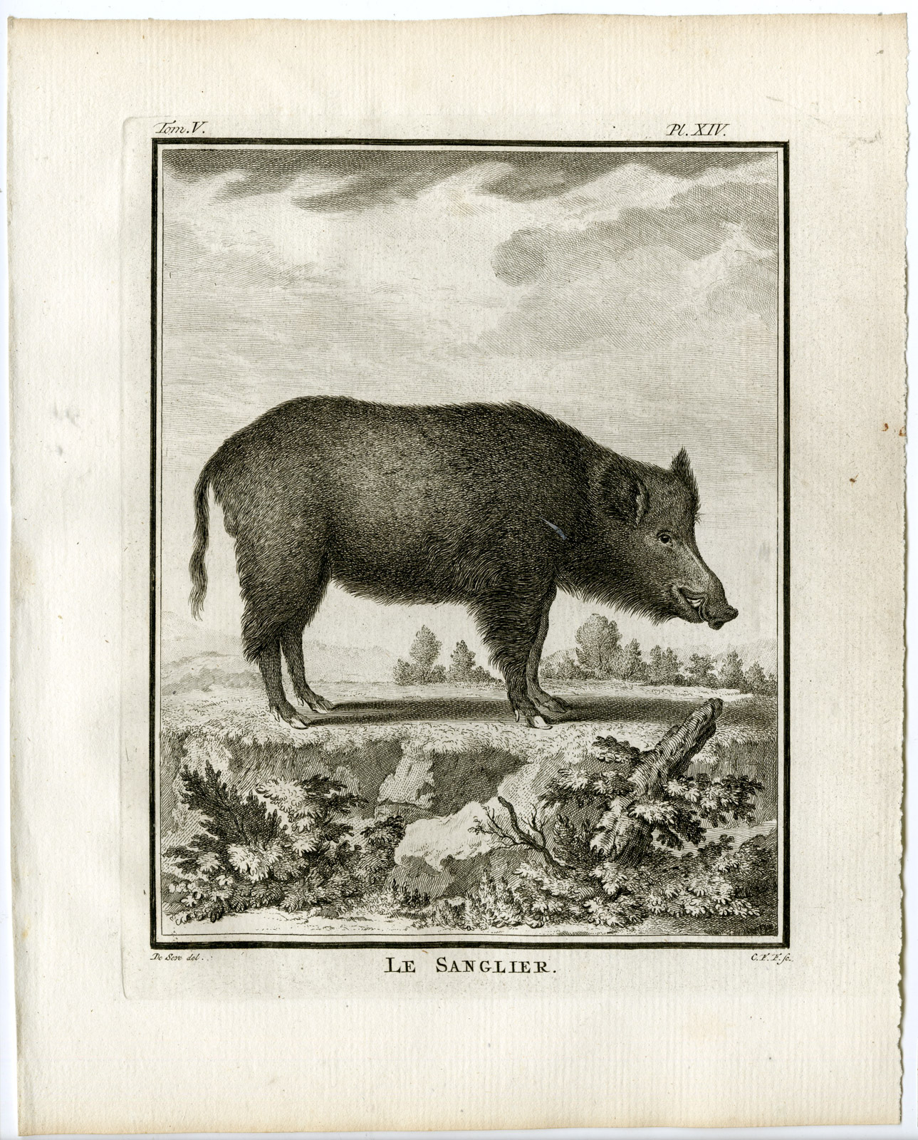 , Antique Print-WILD BOAR-SWINE-PIG-SUS SCROFA-SANGLIER-PL. 14-Fritsch-Buffon-1775, Pictura Antique Prints