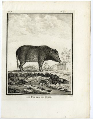 Antique Print-WILD BOAR-SIAMESE PIG-HOG-SWINE-PL. 15-Fritsch-Buffon-1775