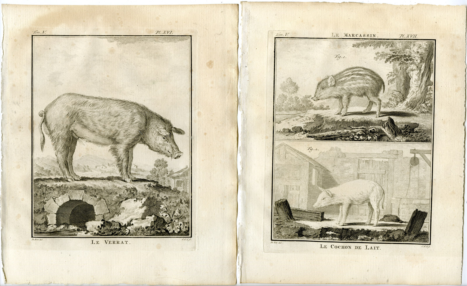 , 9 Antique Prints-DOMESTIC PIG-ANATOMY-BOAR-SKELETON-PL.16-24-Fritsch-Buffon-1775, Pictura Antique Prints