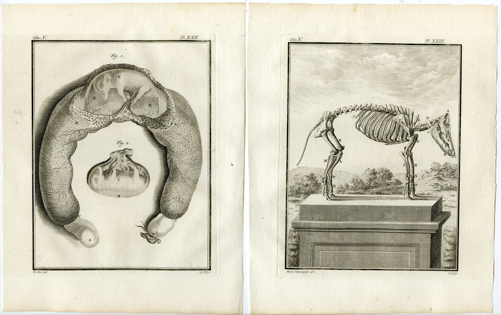 , 9 Antique Prints-DOMESTIC PIG-ANATOMY-BOAR-SKELETON-PL.16-24-Fritsch-Buffon-1775, Pictura Antique Prints