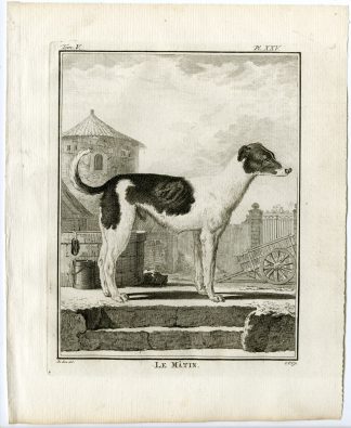 Antique Print-DOG BREEDS-BORDER COLLIE-MATIN-PL. 25-Fritsch-Buffon-1775