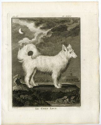 Antique Print-DOG BREEDS-WOLFDOG-CHIEN LOUP-PL. 29-Fritsch-Buffon-1775