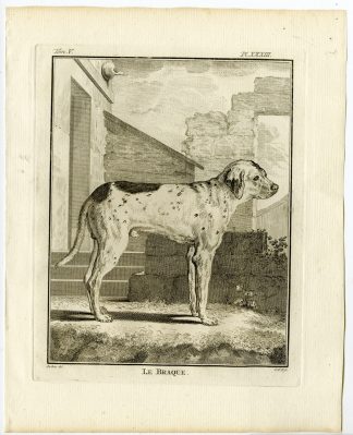 Antique Print-DOG BREEDS-POINTING-POINTER-BRAQUE-PL. 33-Fritsch-Buffon-1775