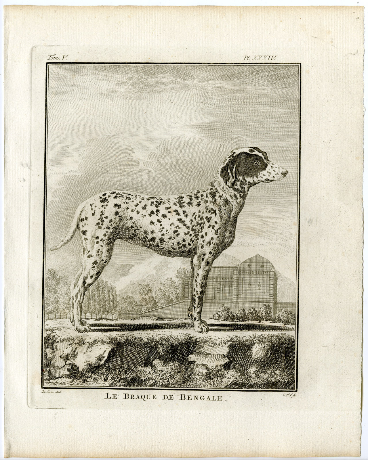 , Antique Print-DOG BREEDS-DALMATIAN-BRAQUE DE BENGALE-PL. 34-Fritsch-Buffon-1775, Pictura Antique Prints